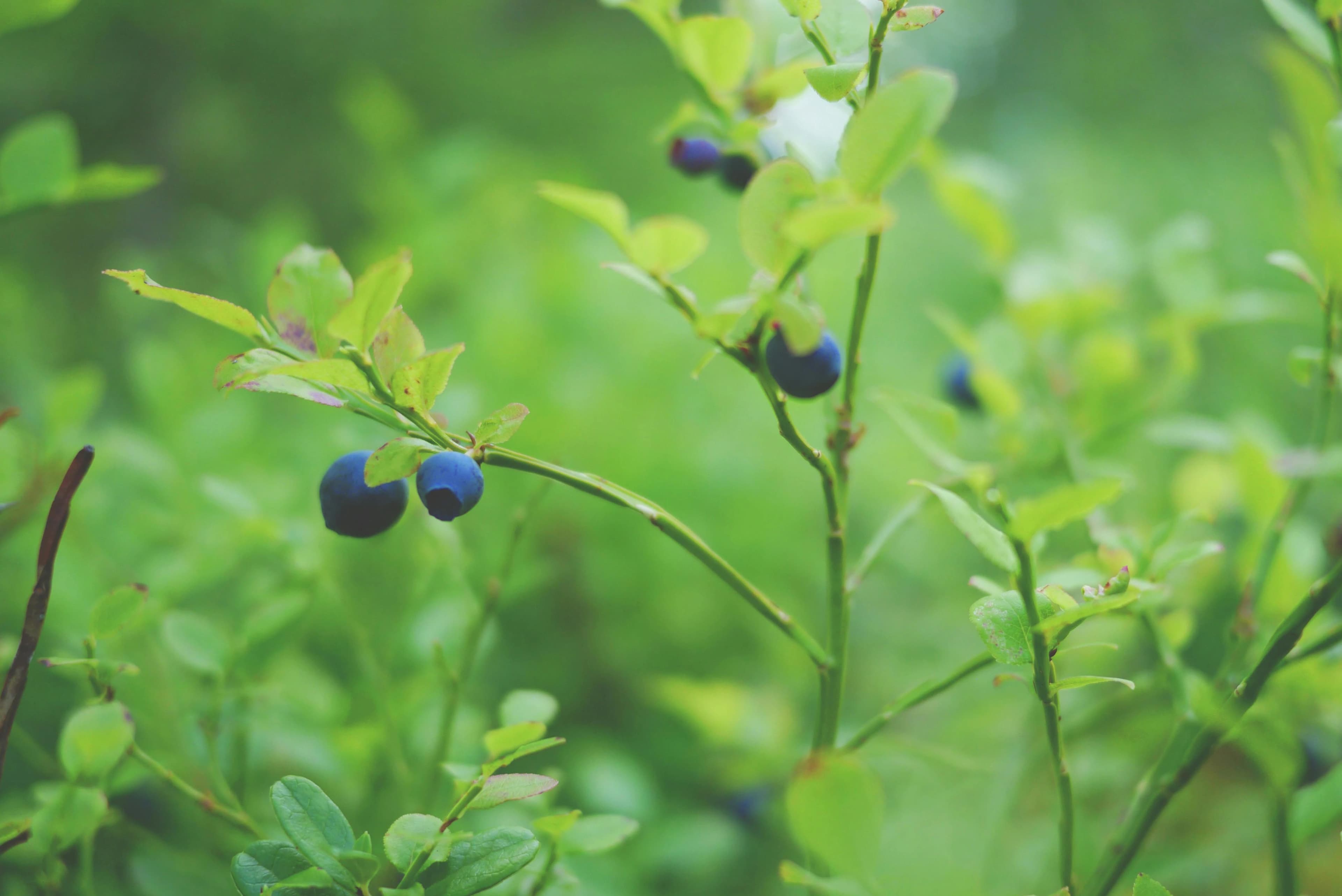 BLUEBERRIES